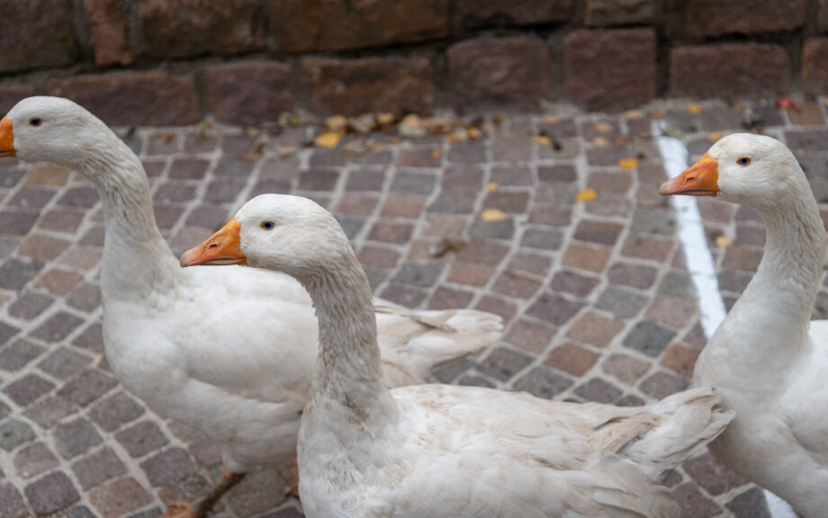 Gänse auf dem Martinimarkt