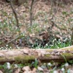 Frühlingsbumen im Frühlingstal