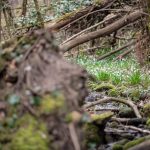 Der Angelbach durch das Frühlingstal