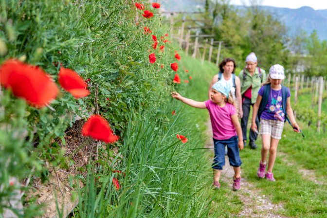 Entlang von Mohnblumen auf dem Missianer Jakobsweg zum Burgenweg