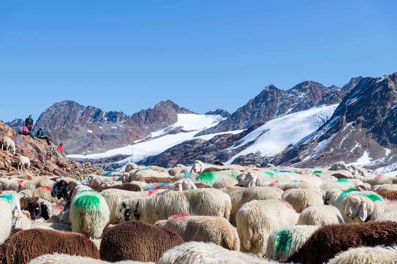 Transhumanz am Hochjochferner - traditioneller Schafübertrieb über den Alpemhauptkamm