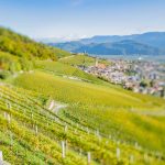 Gewürztraminer Weinweg, Herbst, Teich, Tilt Shift, Tramin, Weinberge