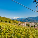 Gewürztraminer Weinweg, Herbst, Teich, Tilt Shift, Tramin, Weinberge