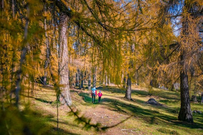 Herbststimmung im Lärchenwald von Altrei