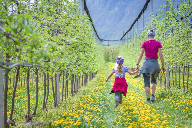 Apfelbaumreihe, Frühling, Obstanlagen, spazieren, Spaziergang