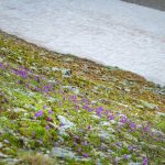 Alpenblumen