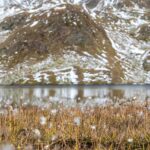 Bergsee, Großer Timmler Schwarzsee, Wollgras
