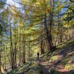 Wald