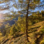 Sonne, Wald