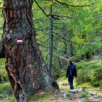 Lärchenwald, wandern