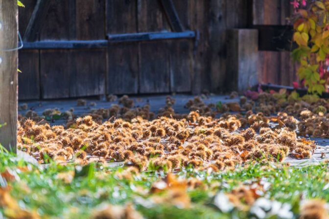 Reife Kastanien liegen hier überall