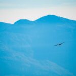 Flug, Greifvogel, Vogel, Vögel, fliegen