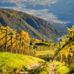 Herbst, Leitn, Weinberge, autumn, autunno, passeggiare, spazieren, spazieren gehen, wandern