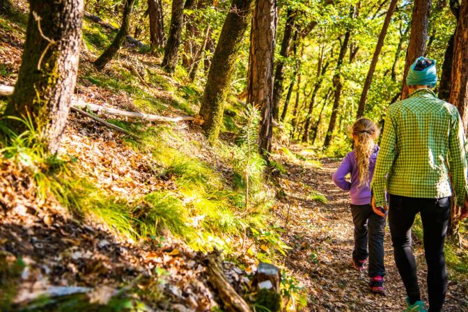 Ein schöner Wald