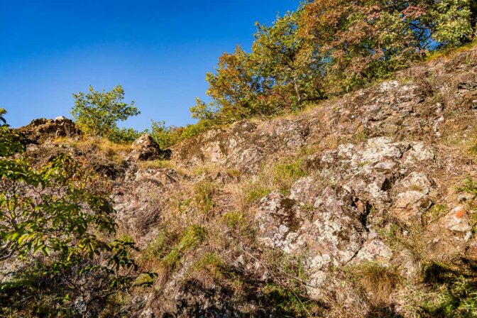 Trockenvegetation