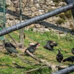 Waldrapp, Wildpark Rosegg
