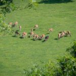 Hirsche, Wildpark Rosegg