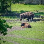 Bisons, Wildpark Rosegg