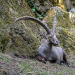 Steinbock, Wildpark Rosegg