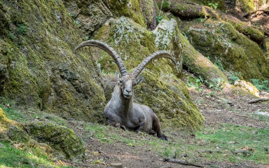 Steinbock, Wildpark Rosegg