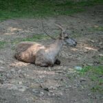 Steinbock, Wildpark Rosegg