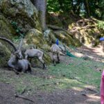 Steinbock, Wildpark Rosegg