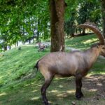 Steinbock, Wildpark Rosegg