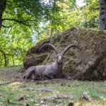 Steinbock, Wildpark Rosegg