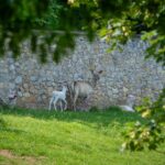 Wildpark Rosegg, weiße Hirsche