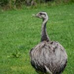 Nandu, Wildpark Rosegg