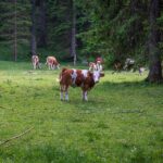 Bodental, Kühe