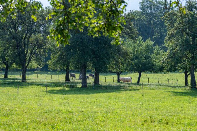 Ein Bauernhof mit Kühen und vielen weiteren Tieren.