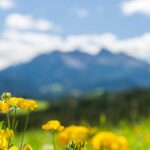 Deutschnofen, gelbe Blumen