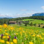 Deutschnofen, Plattnerviertel, Schlern, Schlerngebiet, Schlernmassiv, Schlernspitzen, Sciliar, gelbe Wiese