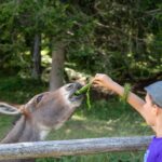 Esel, Grautier, Kinder, asino, asinus, ass, donkey, somaro