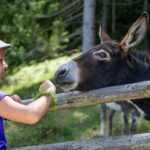 Esel, Grautier, Kinder, asino, asinus, ass, donkey, somaro, streicheln