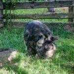 Rutarhof: Wollschwein Susi