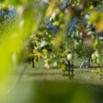 Rutarhof: