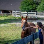 Rutarhof: Pferd Sidney
