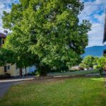 Rutarhof: Die große Linde