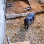 Rutarhof: Hängebauchschwein
