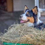 Rutarhof: Hund Billi