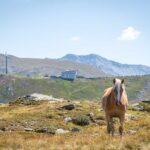 Haflinger, Penser Joch