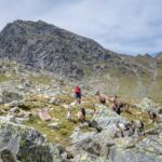Ziegen, wandern