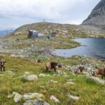 Bergsee, Sandessee, Tribulaun Hütte, Ziegen