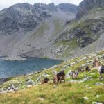 Bergsee, Sandessee, Ziegen