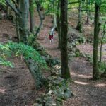 Wald, wandern