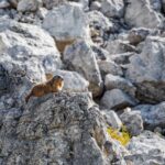 Alpenmurmeltier, Marmotta, Murmeltier, Murmeltiere