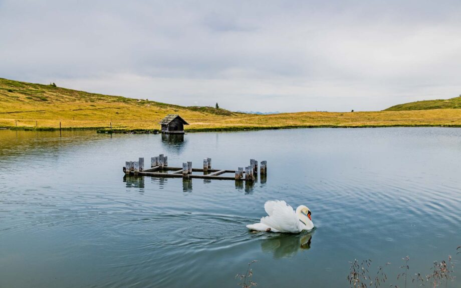 Glittner See, Schwan