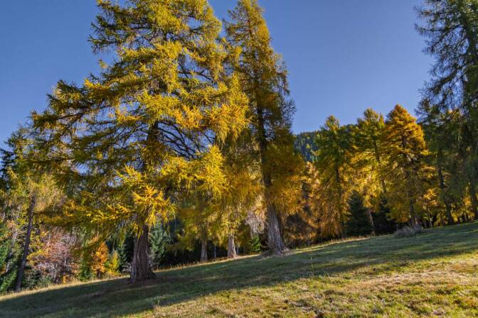Wunderschöne Lärchen